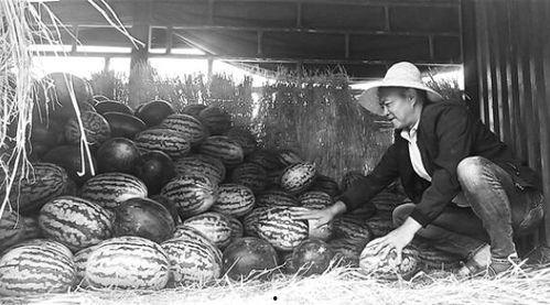 扬州吃瓜群众事件视频曝光,视频曝光引发社会热议