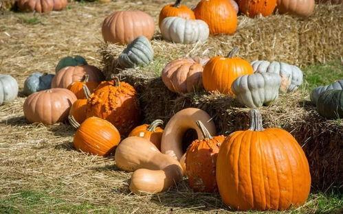 直播小摆件吃瓜群众,吃瓜群众的热门话题