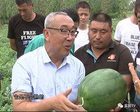 助农群众吃瓜视频,瓜田里的欢乐时光，共赏丰收喜悦